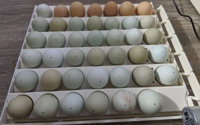 Incubating Chicken Eggs:  Step 1, Collect and Store